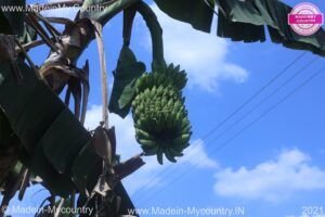 MadeinMycountry MadeinMycountryEU Culture