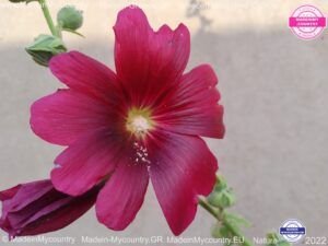 MadeinMycountry-MadeinMycountryGR-MadeinMycountyry-EU-Greece-Cyprus-Hellas-Madein-Greece-and-Cyprus-EU-Europe-28