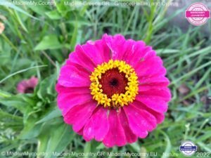 MadeinMycountry-MadeinMycountryGR-MadeinMycountyry-EU-Greece-Cyprus-Hellas-Madein-Greece-and-Cyprus-EU-Europe-28