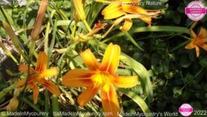 MadeinMycountry-MadeinMycountryGR-MadeinMycountyry-EU-Greece-Cyprus-Hellas-Madein-Greece-and-Cyprus-EU-Europe-28