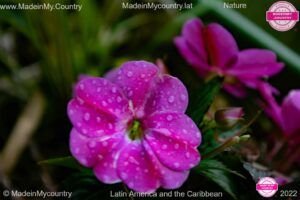 MadeinMycountry-MadeinMycountrySudamerica