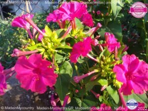 MadeinMycountry-MadeinMycountryGR-MadeinMycountyry-EU-Greece-Cyprus-Hellas-Madein-Greece-and-Cyprus-EU-Europe