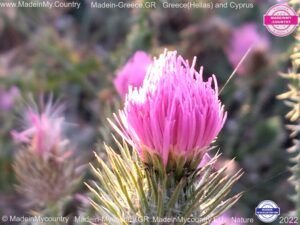 MadeinMycountry MadeinMycountryEU Nature