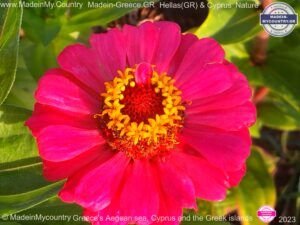 MadeinMycountry-MadeinMycountryNature-Flowers-Wildlife-MadeinMycountryNET-SayMadein2win-MadeinMycountryGR-Greece-Cyprus-Hellas
